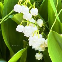 球根植物,花言葉,白い花,コラージュ,スズランの日の画像