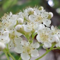ナナカマド,七竃,ナナカマド花,ナナカマドの白い花✧,花が好きの画像
