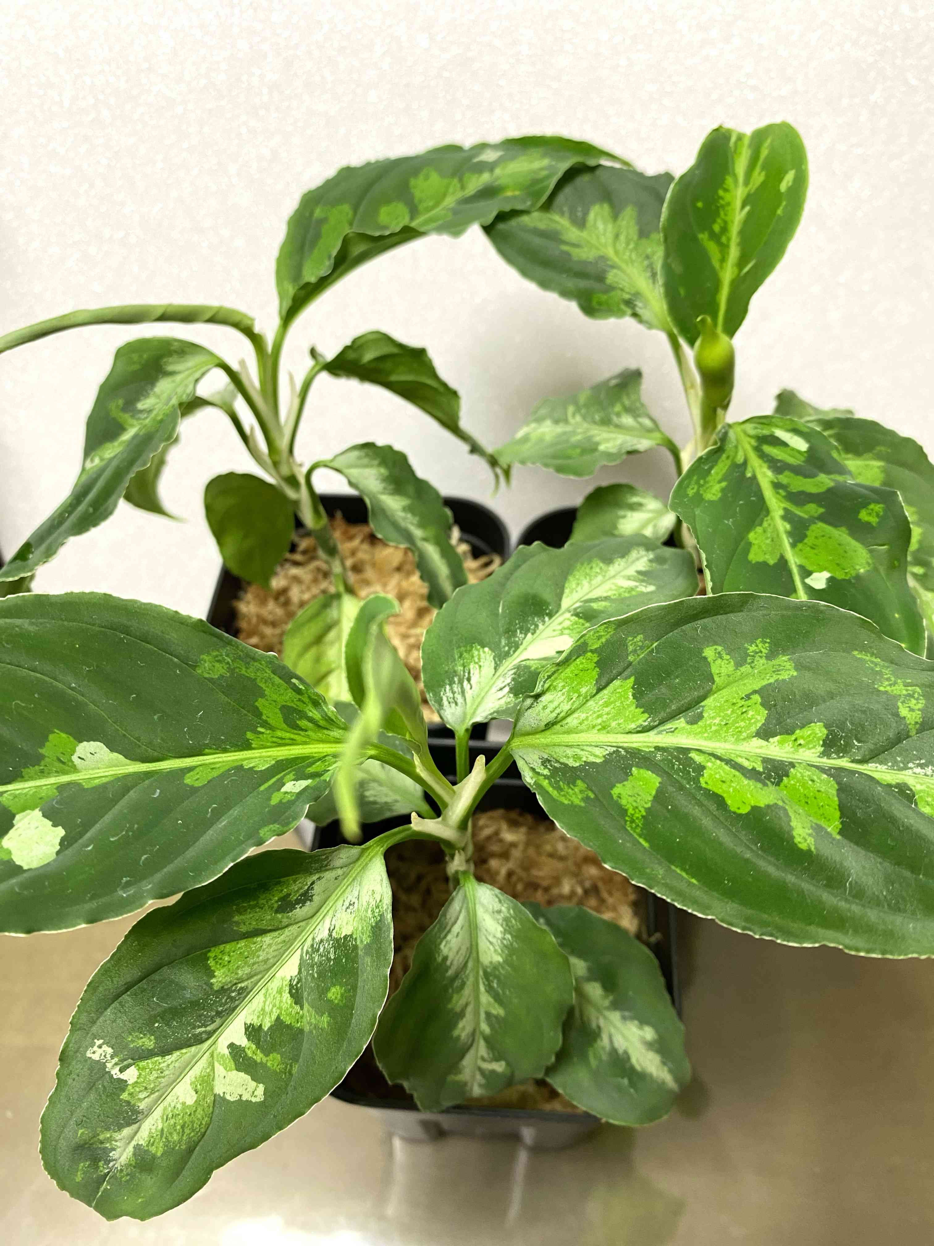 アグラオネマ ピクタム -南スマトラ産-現地便です- 05 ◇RGL◇ 子株 南