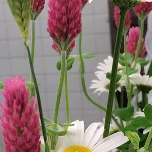 ストロベリーキャンドル,マーガレット,かわいい花,切り花を楽しむ,お出かけ先の画像