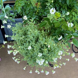 シレネ,寄せ植え,WHITE,プランターガーデン,ベランダの草花の画像