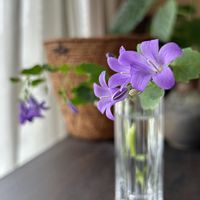 ベルフラワー,フラワーアレンジメント,花瓶,癒し,花のある暮らしの画像