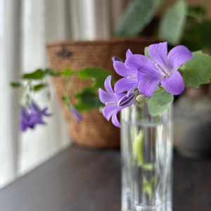 ベルフラワー,フラワーアレンジメント,花瓶,癒し,花のある暮らしの画像