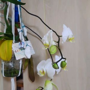 胡蝶蘭,高芽,部屋の画像