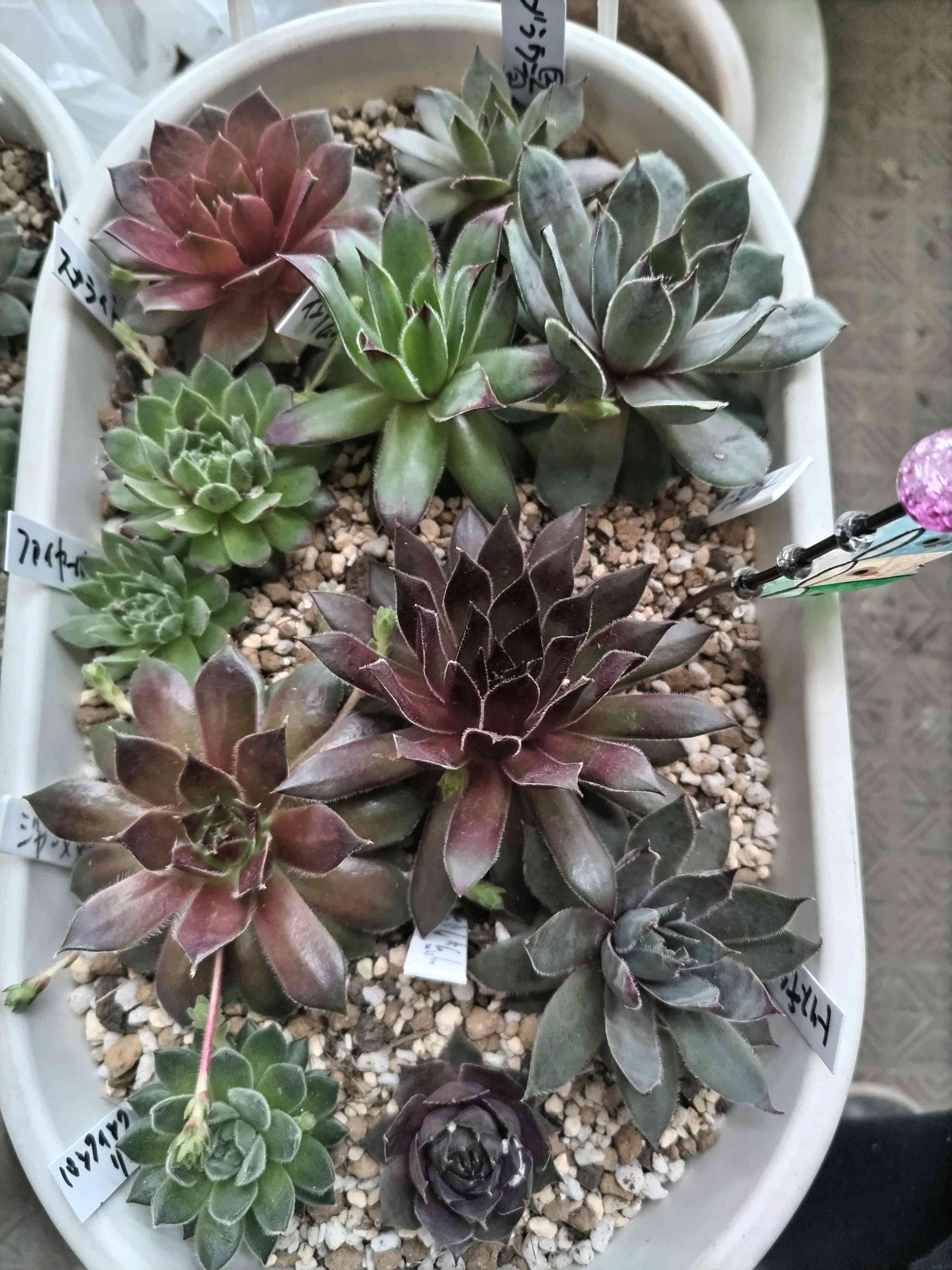 センペルビウム　デザートブルーム 楽天市場】多肉植物 sfセンペルビウム デザートブルーム 7.5cmポット