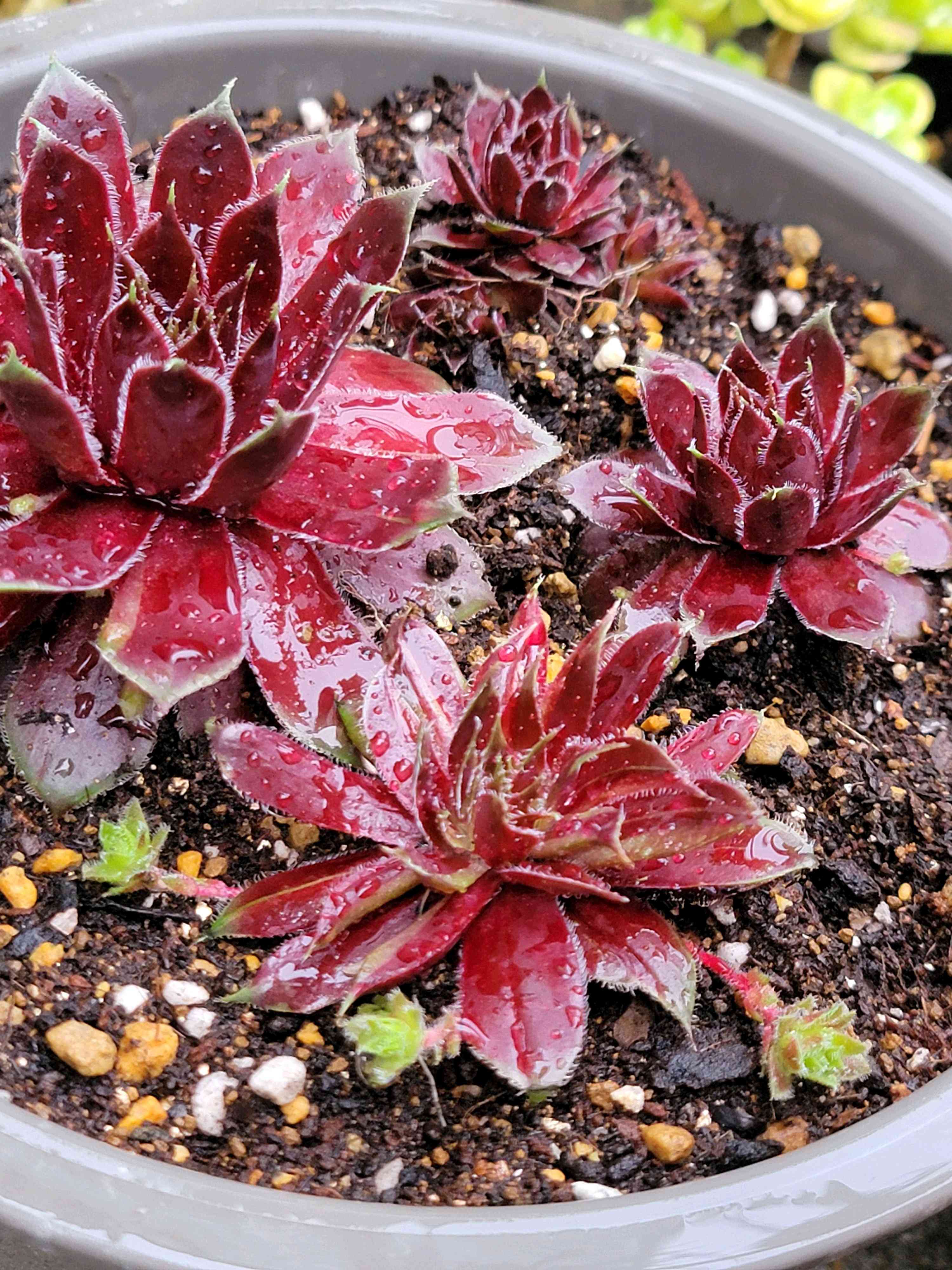 多肉植物 抜き苗 アイシクル センペルビウム かわいらし