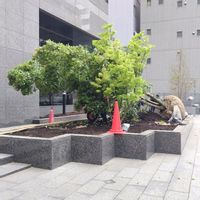 植え替え,樹木,東京,花のある暮らし,緑のある暮らしの画像