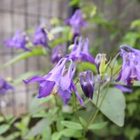 オダマキ,地植え,春のお花,日陰の庭,紫の花が好きの画像