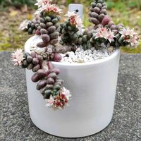 セダム,玉連,玉蓮 ,玉蓮 ,多肉植物の画像