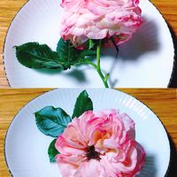 バラの地植え,ピエール  ドゥ  ロンサール,一番花,過去のpicから,明日はきっと良い日になるの画像