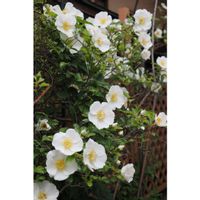 ナニワイバラ,バラ,箱庭に咲く花5月,庭の画像