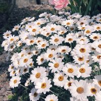 ローダンセマム,もりもり,マイガーデン,白い花,花のある暮らしの画像