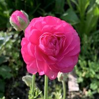 ラナンキュラス,ガーデニング,球根植物,ピンクの花,ガーデナーズの画像