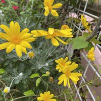 ユリオプス デージー,テラコッタ,花と緑のある暮らし,おうち園芸,玄関アプローチの画像