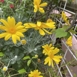 ユリオプス デージー,テラコッタ,花と緑のある暮らし,おうち園芸,玄関アプローチの画像