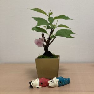 小品盆栽,ミニ盆栽,旭山桜の盆栽,コンコンブル ,ベランダの画像