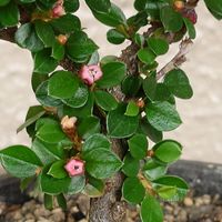 紅紫檀,盆栽,棚,ベランダの画像