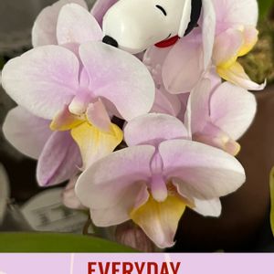 ミニ胡蝶蘭,花のある暮らし,可愛い❤,毎月2日はスヌーピーの日の画像