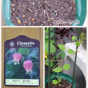 クレマチス,クレマチス　チェリーボンボン,鉢植え,つる性植物,かわいいな♡の画像