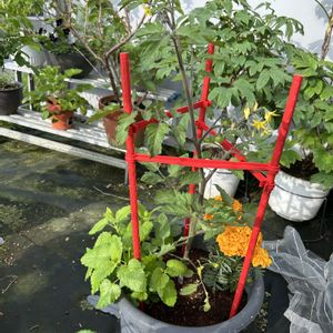 ミニトマト,鉢植え,家庭菜園の画像