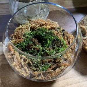 ミミカキグサ,ミミカキグサ・クリオネ,植え替え,食虫植物,水苔の画像