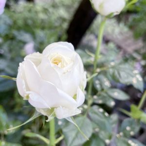 ミニバラ,グリーンランドフォーエバー,鉢植え,ミニ薔薇,狭い庭の画像