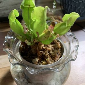 サラセニア プルプレアsspベノーサ,植え替え,食虫植物,サラセニア,水苔の画像