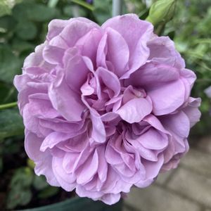 バラ,バラ レイニー・ブルー,紫の花,レイニープルー,小さな庭の画像