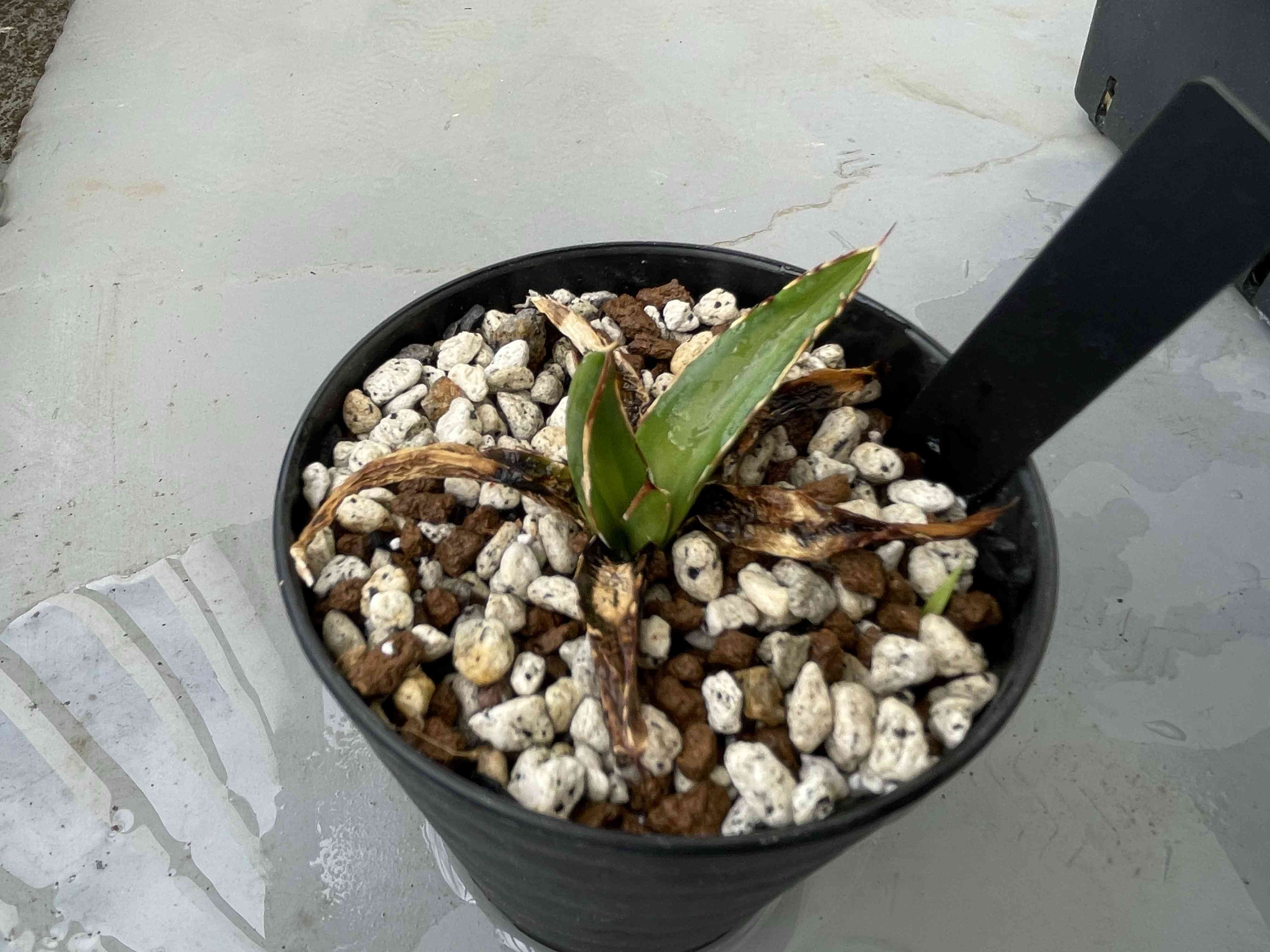 アガベ 笹の雪 黄中斑の一覧|🍀GreenSnap(グリーンスナップ) アガベ 笹の雪 黄中斑の一覧|🍀GreenSnap(グリーンスナップ)