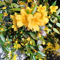 カロライナジャスミン,つる性植物,花のある生活,いい匂い,フェンスの画像