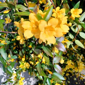 カロライナジャスミン,つる性植物,花のある生活,いい匂い,フェンスの画像