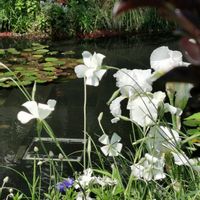 屋上庭園,モネの池の画像
