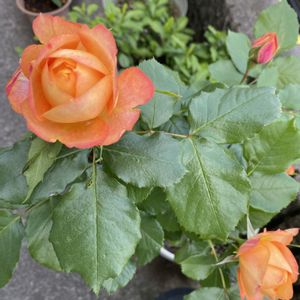 バラ,バラ 鉢植え,オレンジ色,バラのある暮らし,小さい庭の画像