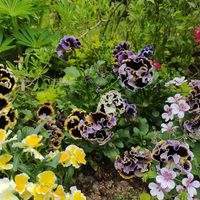 パンジー・ビオラ,ガーデニング,庭の花,花のある暮らし,趣味の園芸♡の画像