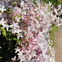 ハゴロモジャスミン,散歩,いい香り,白い花,花のある暮らしの画像