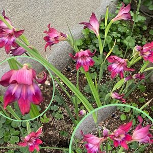 早咲きグラジオラス,広い庭の画像