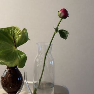 シャクヤク,芍薬,お花屋さん,花のある暮らし,ガラスの花瓶の画像