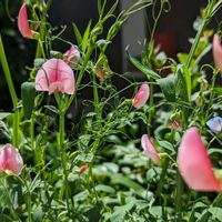 スイートピー,ラシラス アヌス チンギタヌス ロゼウス,鉢植え,開花,赤いスイートピーの画像