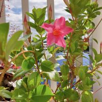 サンパラソル,夏のお花,お花のある生活,春のお花,サントリー フラワーズの画像