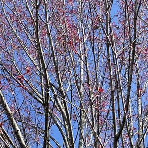 ハナノキ,牧野植物園,素敵な出会い,季節を楽しむ,木曜日は木の画像