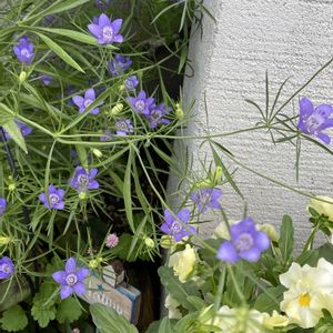 ニゲラブルースター,青い花,種まきから育てる,西向き過酷な庭,2024年春の画像