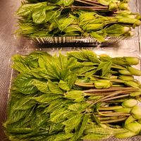 コシアブラ,美味しい山菜の画像