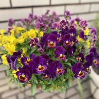 バラ,パンジー,ビオラ,サフィニア,夏の花の画像