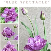 チューリップ,八重咲きチューリップ,チューリップ  ブルースペクタクル,寄せ植え,可愛いの画像