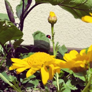 ルッコラ,春菊,エルダー,益虫,無農薬の画像