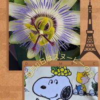 トケイソウ,花のある暮らし,植物大好き,毎月2日はスヌーピーの日,人に優しくの画像