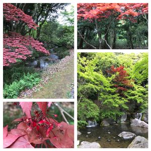 モミジ,モミジ,ヤマモミジ,日本庭園,万博記念公園の画像