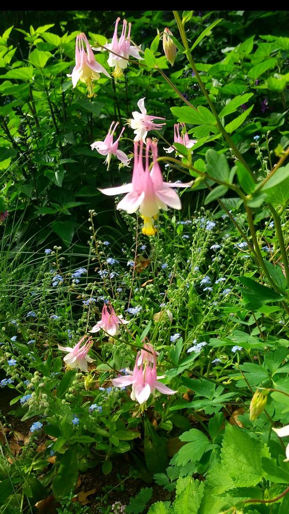 和の花♪さんの港の見える丘公園への投稿