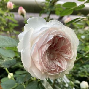 クリスティアーナ,開花,ドイツのバラ,コルデス,小さな庭の画像