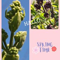 ユスラウメ,八重桜,チューリップ フリンジ咲き,介護の癒し,金曜日の蕾たちの画像